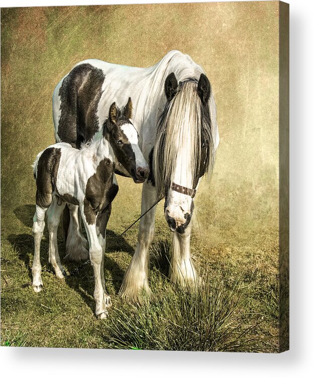 Gypsy Horses Acrylic Print featuring the photograph Me and My Mum by Brian Tarr