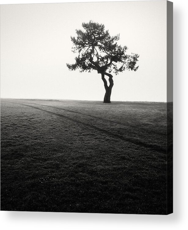 San Diego Acrylic Print featuring the photograph Mission Bay Tree by William Dunigan