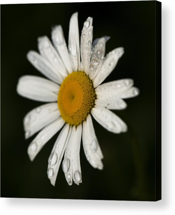  Acrylic Print featuring the photograph Morning Daisy by Dan Hefle