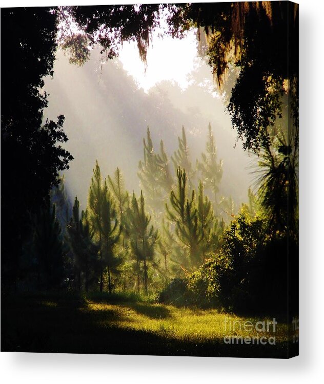 Sunrise Acrylic Print featuring the photograph Morning Sunshine by D Hackett