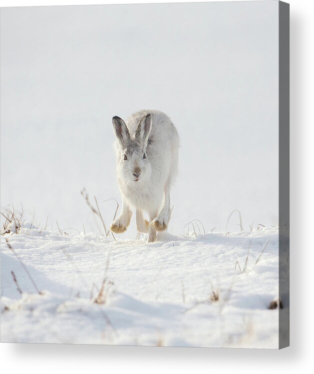 Mountain Acrylic Print featuring the photograph Mountain Hare Approaching by Pete Walkden