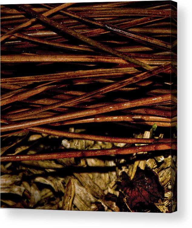 Nature Acrylic Print featuring the photograph Nature's Lattice by Gina O'Brien