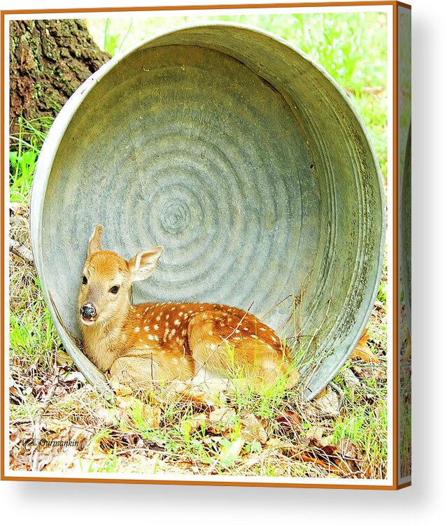 Fawn Acrylic Print featuring the photograph Newborn Fawn finds Shelter in an Old Washtub by A Macarthur Gurmankin