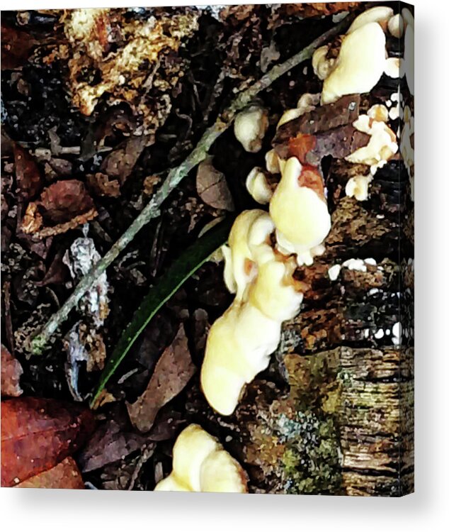 Fungus Acrylic Print featuring the photograph Oak Tree Fungus by Gina O'Brien