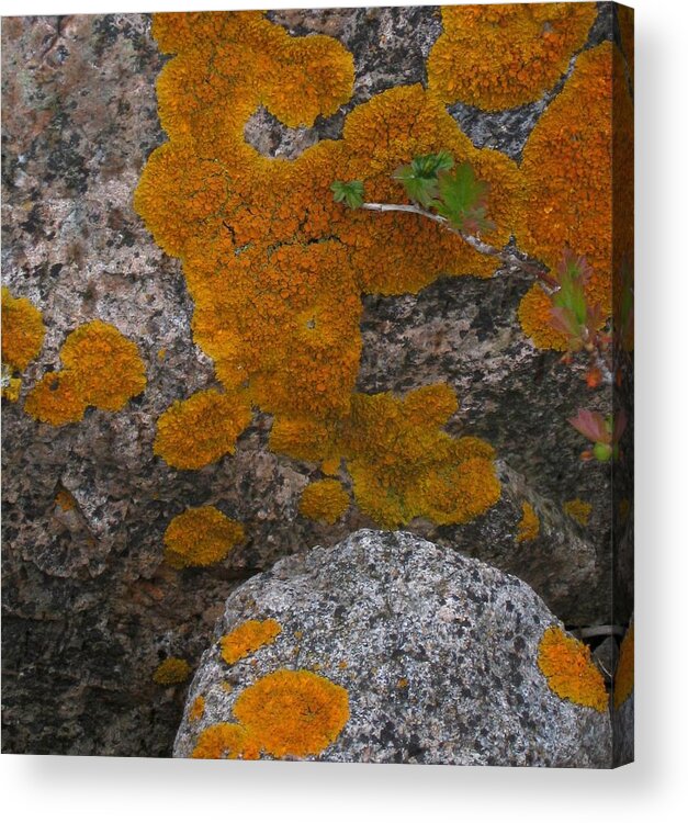 Orange Lichen Acrylic Print featuring the photograph Orange lichen on granite by Mary Bedy