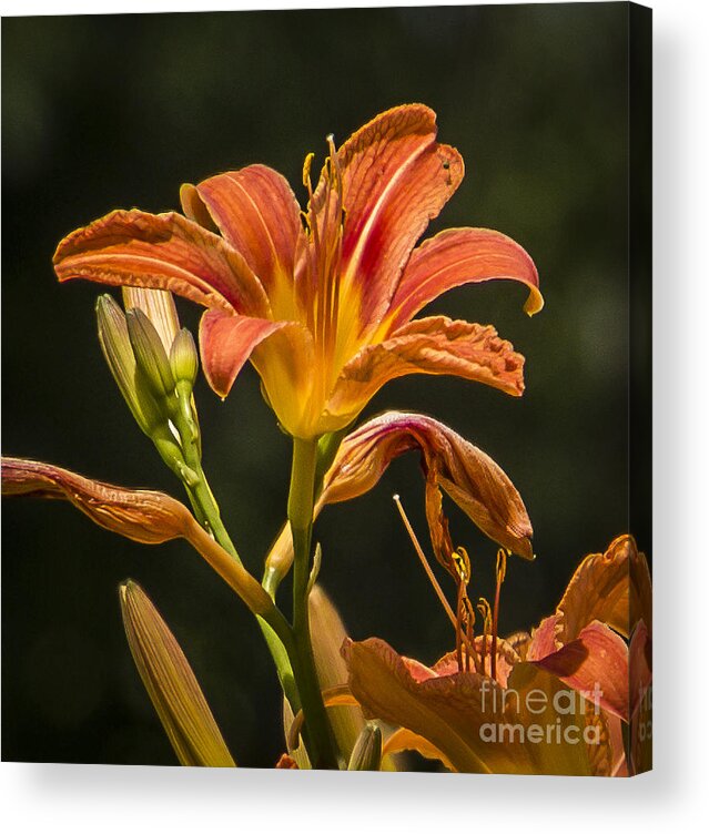 Flower Acrylic Print featuring the photograph Orange Lily Beauty by Joann Long