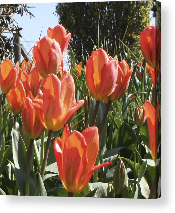 Tulips Acrylic Print featuring the photograph Orange Tulip 3rd panel panorama by Mary Gaines