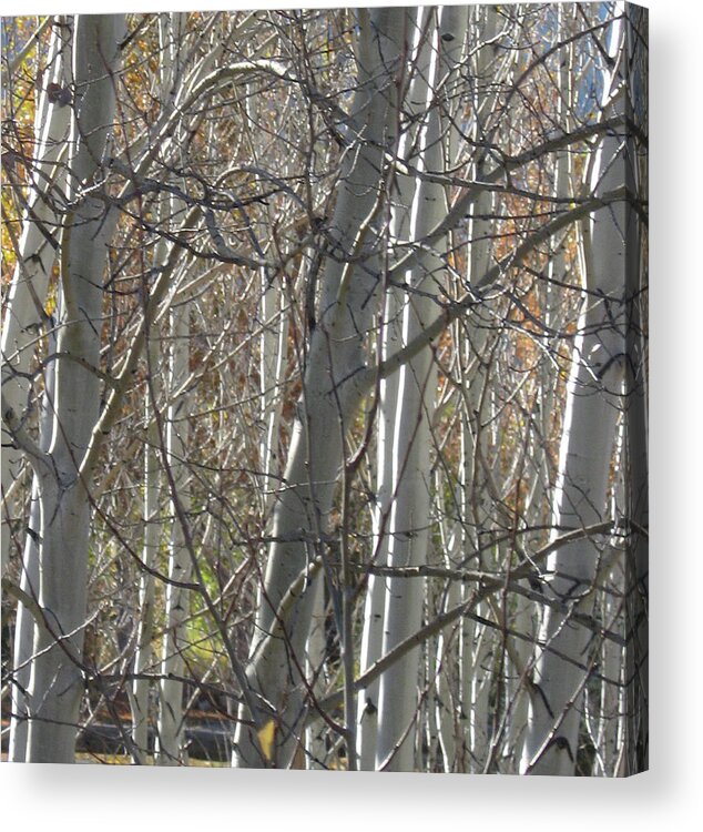 Aspen Acrylic Print featuring the photograph Patience by Judith Lauter