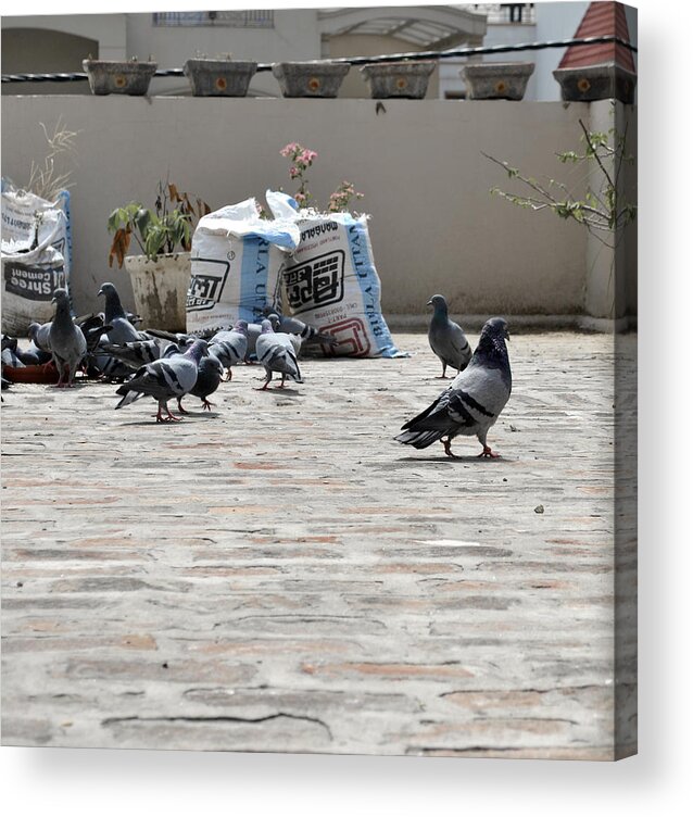 Pigeons Acrylic Print featuring the photograph Pigeons 1 by Sumit Mehndiratta
