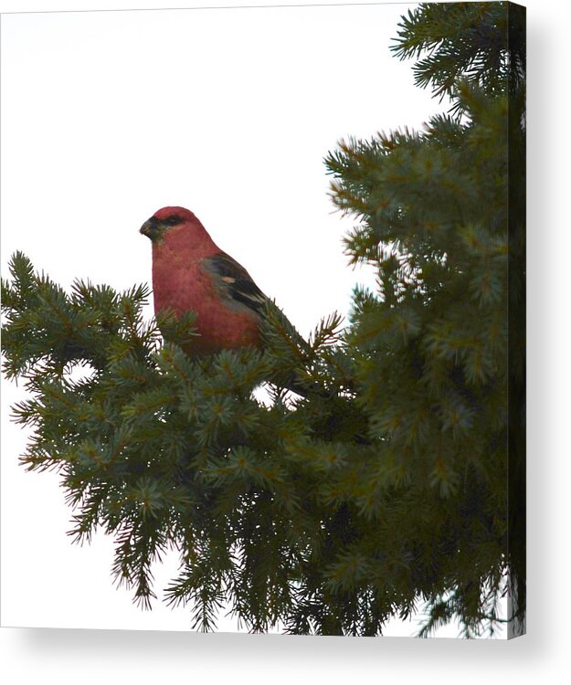 Bird Acrylic Print featuring the photograph Pine Grosbeak In Pine by Hella Buchheim