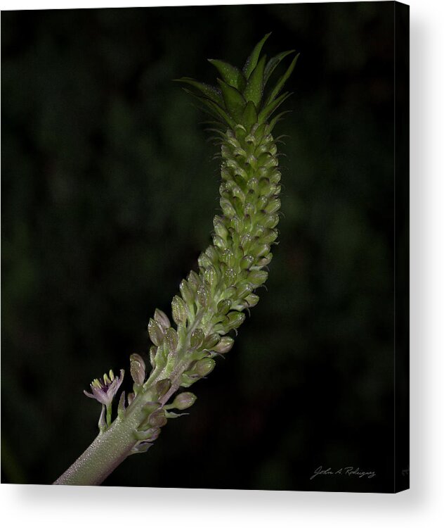 Pineapple Lily Acrylic Print featuring the photograph Pineapple Lily by John A Rodriguez