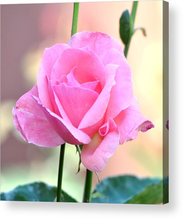 Flower Acrylic Print featuring the photograph Pink On Pink Rose by Jay Milo