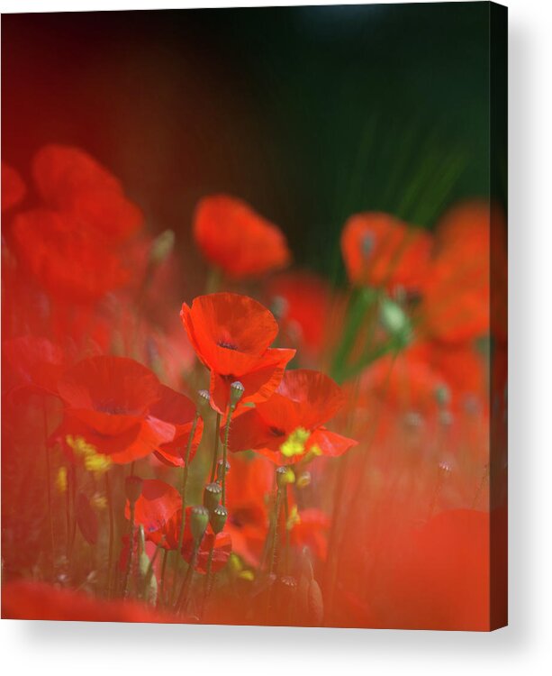 Poppy Acrylic Print featuring the photograph Poppy Amongst Grasses by Pete Walkden