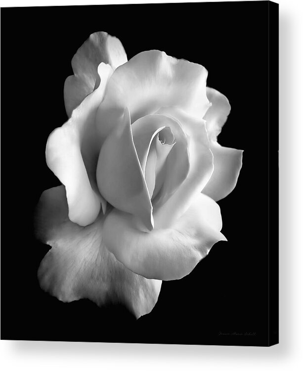 #faatoppicks Acrylic Print featuring the photograph Porcelain Rose Flower Black and White by Jennie Marie Schell