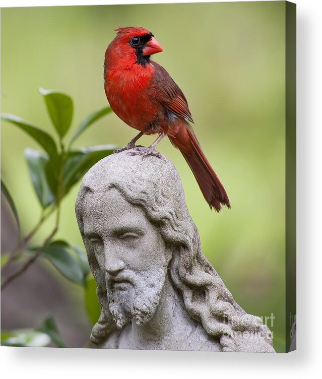 Cardinal Acrylic Print featuring the photograph Praise the Lord by Bonnie Barry