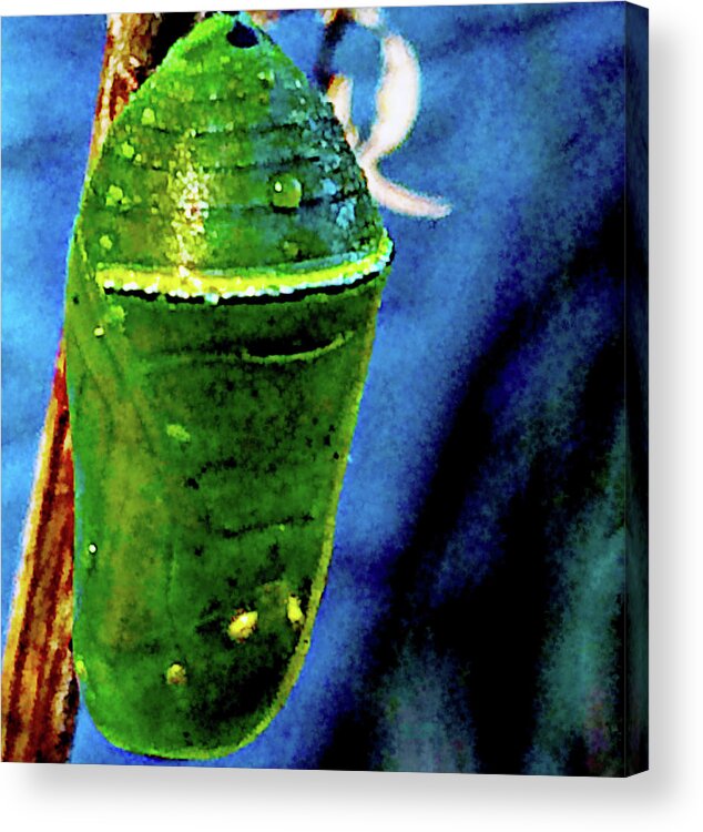 Cocoon Acrylic Print featuring the photograph Pre-emergent Butterfly Spirit by Gina O'Brien