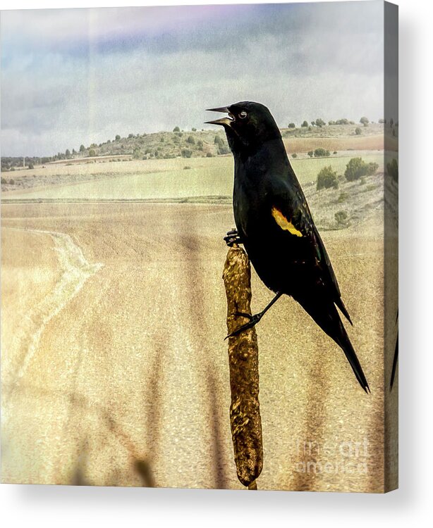 Birds Acrylic Print featuring the photograph Red-Winged blackbird by Sal Ahmed