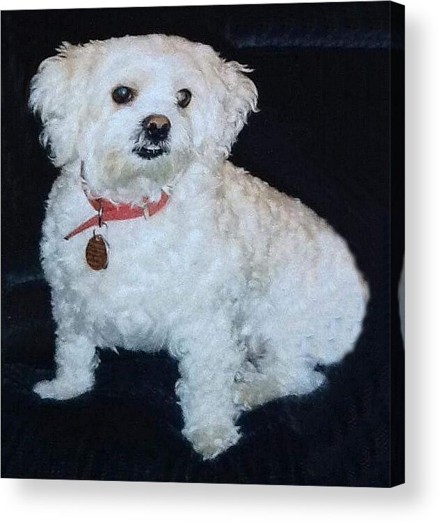 Dog Acrylic Print featuring the photograph Sharons Friend by Fortunate Findings Shirley Dickerson