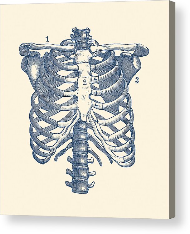 Rib Cage Acrylic Print featuring the drawing Shoulder and Rib Cage Diagram - Vintage Anatomy Poster by Vintage Anatomy Prints