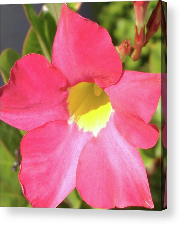 Flowers Acrylic Print featuring the photograph Simple Elegance by Diane Ferguson