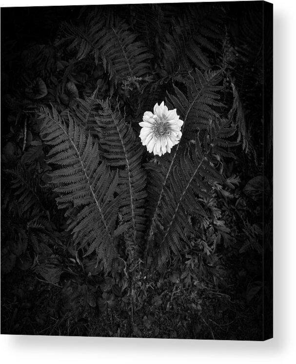 Black And White Acrylic Print featuring the photograph Small flower looks forward by Elmer Jensen