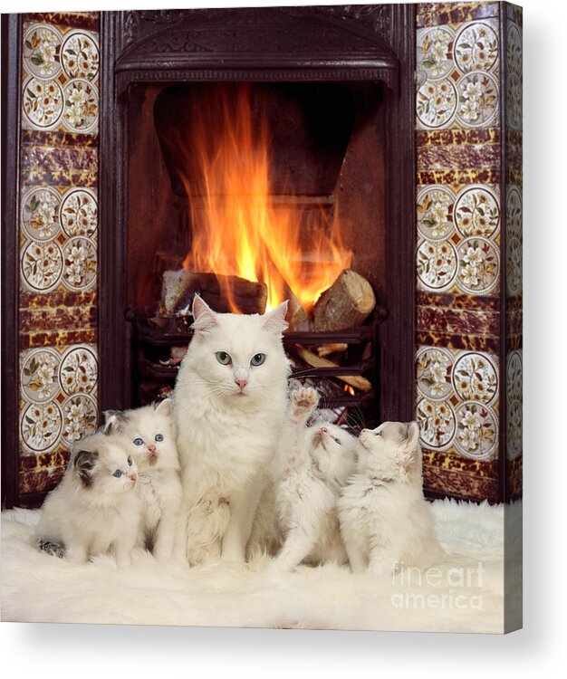 White Maine Coon Acrylic Print featuring the photograph Snuggle up with mother by the fire by Warren Photographic