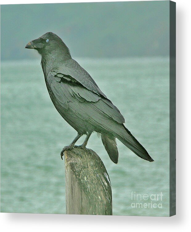 Bird Acrylic Print featuring the photograph Something to Crow About by Joyce Creswell