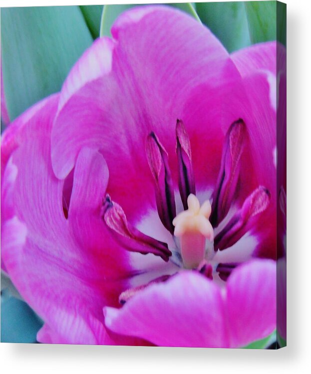 Violet Tulip Acrylic Print featuring the photograph Spring Celebration by Sharon Ackley