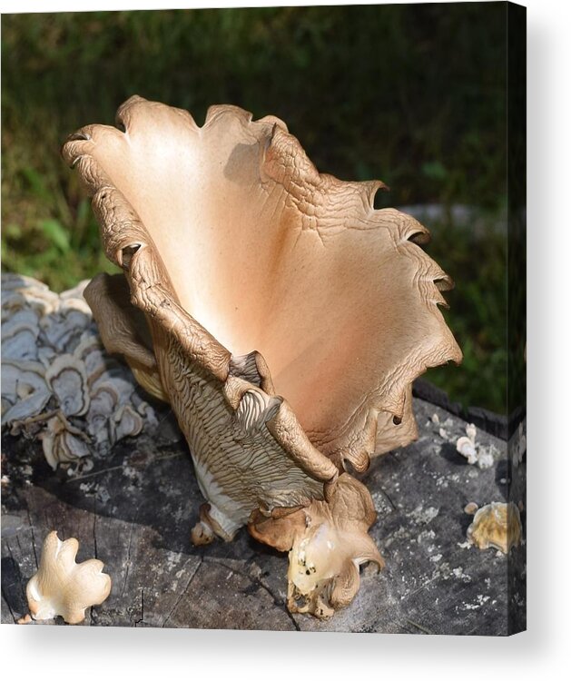 Mushroom Acrylic Print featuring the photograph Stump Mushroom by R Allen Swezey