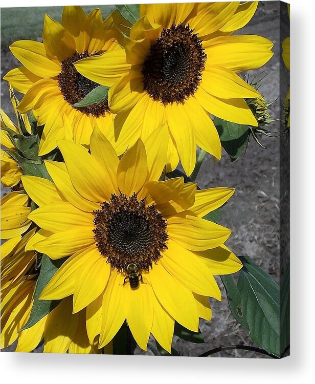 Bees Acrylic Print featuring the photograph Sun Buzz by John Glass