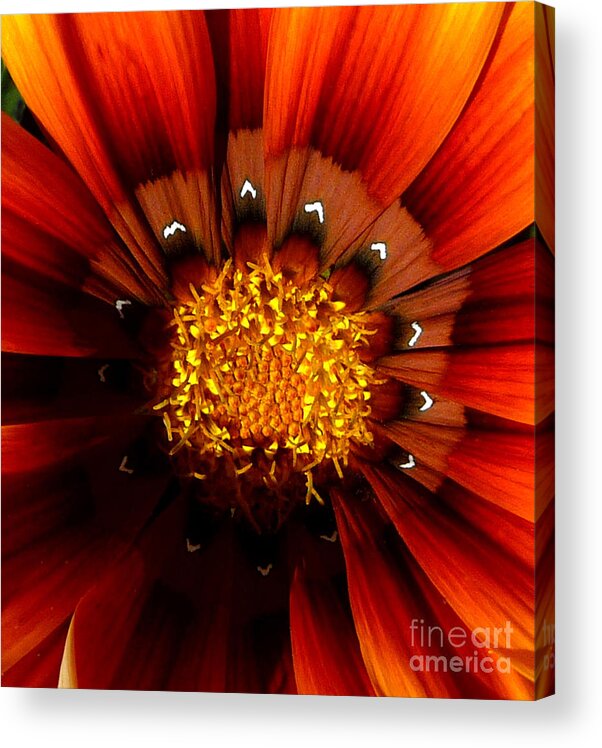 Flower Acrylic Print featuring the photograph Sun in the Garden by JoAnn SkyWatcher