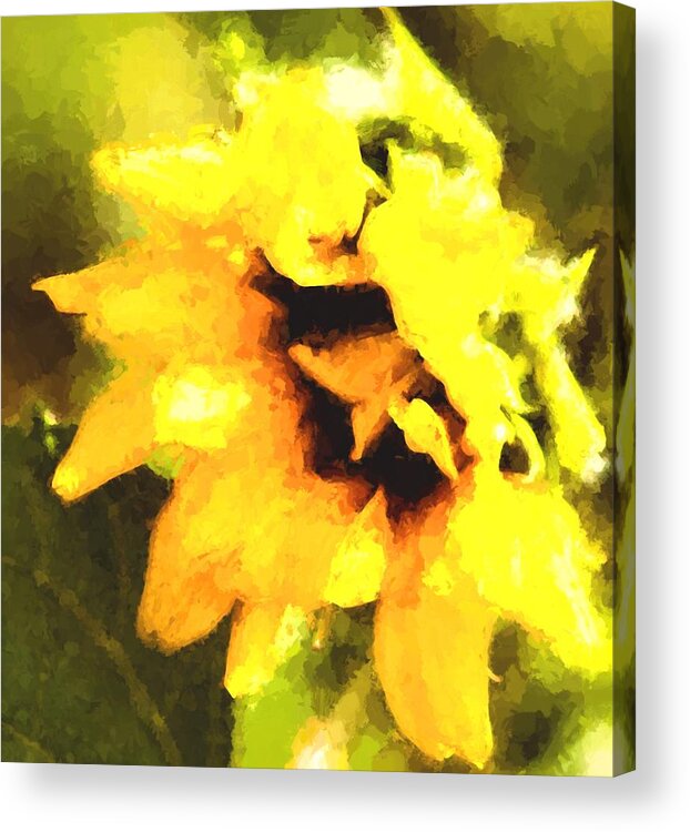 Sunflower Acrylic Print featuring the photograph Sunflower by Cathy Donohoue