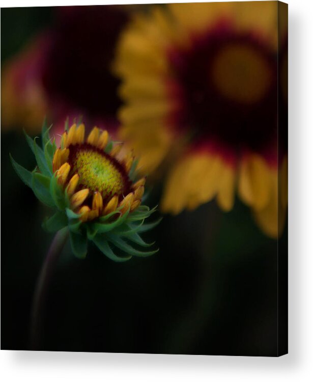 Yellow Acrylic Print featuring the photograph Sunflower by Cherie Duran