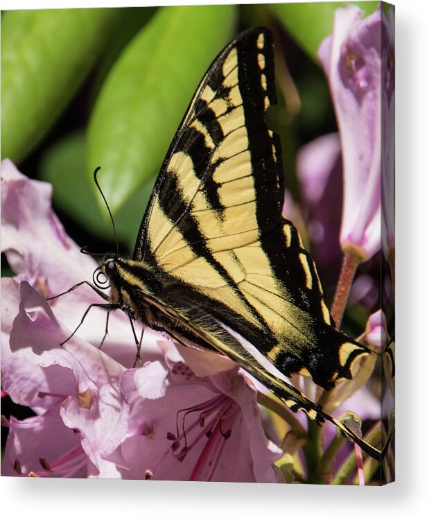 Butterfly Acrylic Print featuring the photograph Swallowtail Butterfly by Marilyn Wilson