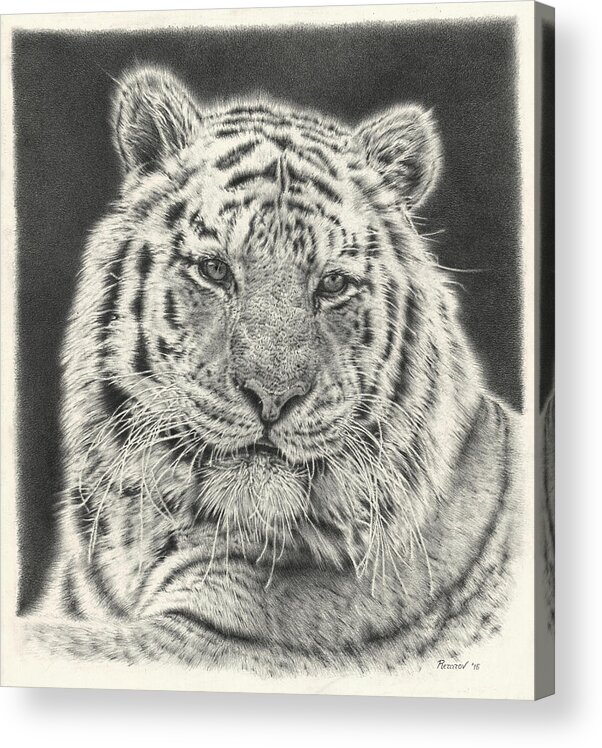Tiger Acrylic Print featuring the drawing Tiger Drawing by Casey 'Remrov' Vormer