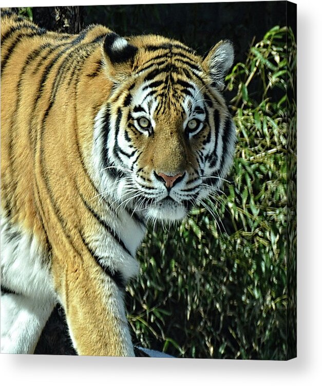 Tiger Acrylic Print featuring the photograph Tiger portrait light by Ronda Ryan