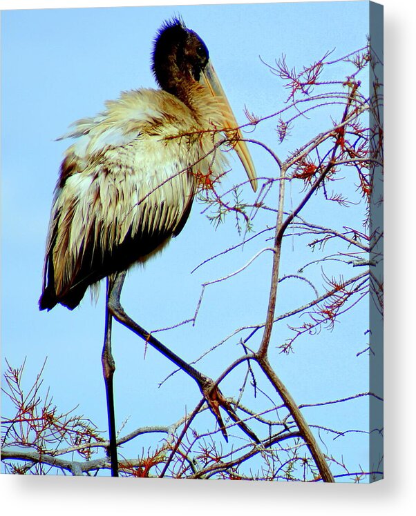 Everglades Acrylic Print featuring the photograph Treetop Stork by John Wall