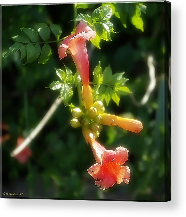 2d Acrylic Print featuring the photograph Trumpet Flower by Brian Wallace