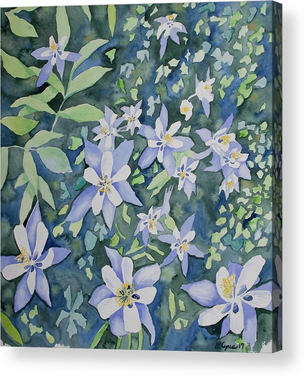 Blue Columbine Acrylic Print featuring the painting Watercolor - Blue Columbine Wildflowers by Cascade Colors