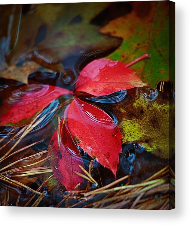 207 Wet Red Nature Flora Floral Foliage Leaf Leafs Leaves Leafage Water Waters Lake Lakes Pond Ponds Puddle Puddles Float Floats Floating Virginia Va United States America Outside Outdoor Outdoors Day Daylight Midday Daytime Autumn Fall Vertical Verticals Tall Blur Blurred Texture Textures Smooth Gloss Glossy Soft Vibrant Vivid Red Reds Scarlet Scarlets Green Greens Olive Olives Brown Browns Still Life Color Country Steve Steven Maxx Photography Photo Photographs Acrylic Print featuring the photograph Wet Red by Steven Maxx
