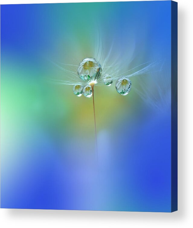 Flower Acrylic Print featuring the photograph World Of Drops by Juliana Nan