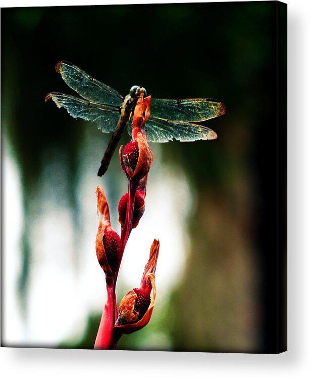 Dragonfly Acrylic Print featuring the photograph Wornout Dragonfly by Susie Weaver