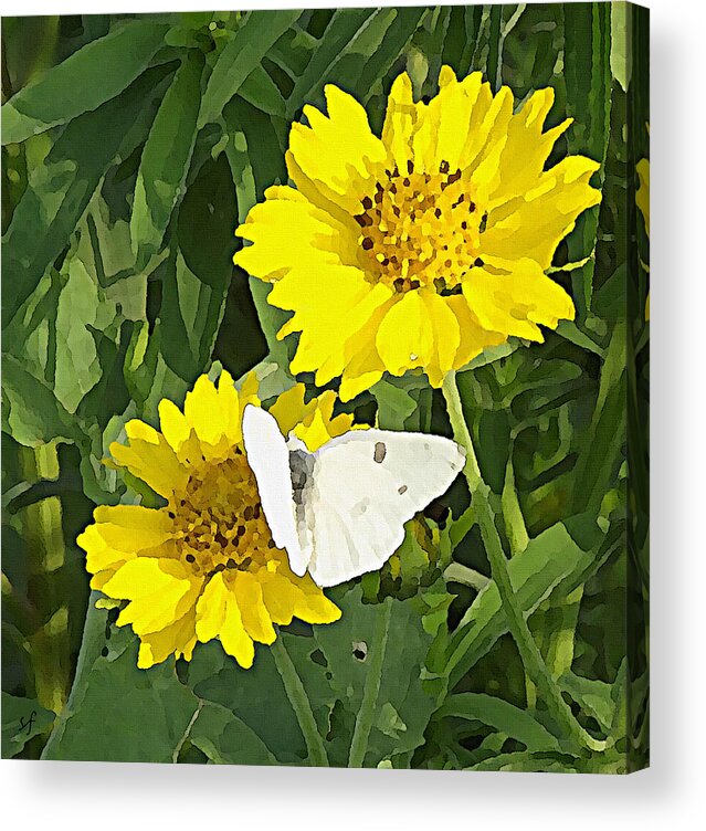 Flowers Acrylic Print featuring the mixed media Yellow Cow Pen Daisies with White Butterfly by Shelli Fitzpatrick
