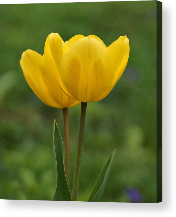 Yellow Tulip Acrylic Print featuring the photograph Two Yellow Tulips by Sandy Keeton