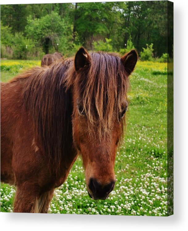 Horse Acrylic Print featuring the photograph You Were Saying by Eileen Brymer