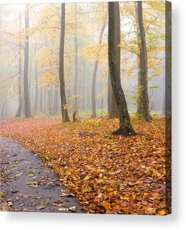 Environmental Conservation Acrylic Print featuring the photograph Beech Forest #1 by Vidok