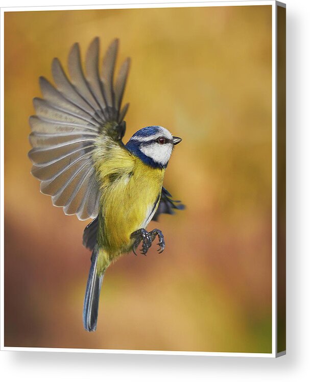Transfer Print Acrylic Print featuring the photograph Blue Tit #1 by J N Photography