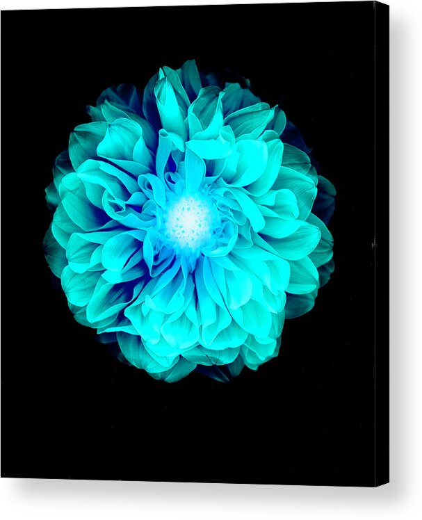 Black Color Acrylic Print featuring the photograph X-ray Like Image Of A Flower by Chris Parsons