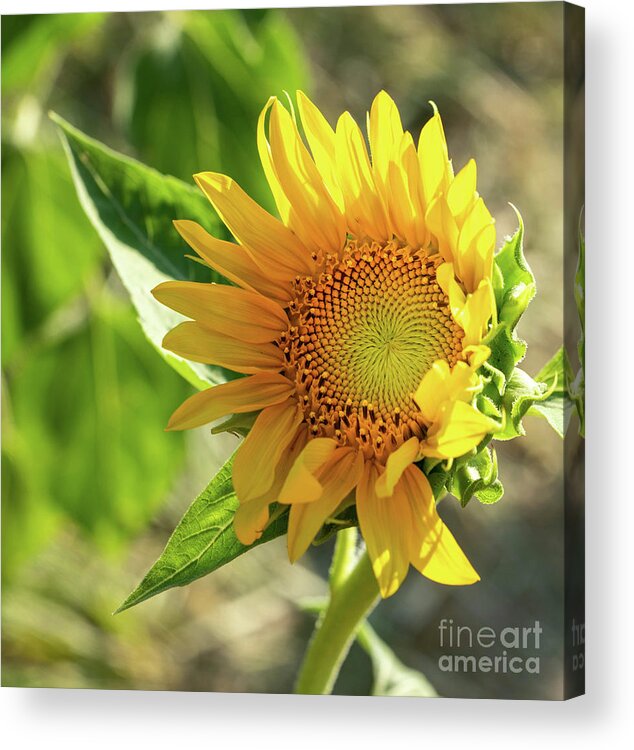 Sunflower Acrylic Print featuring the photograph Sunflower #4 by Cathy Donohoue