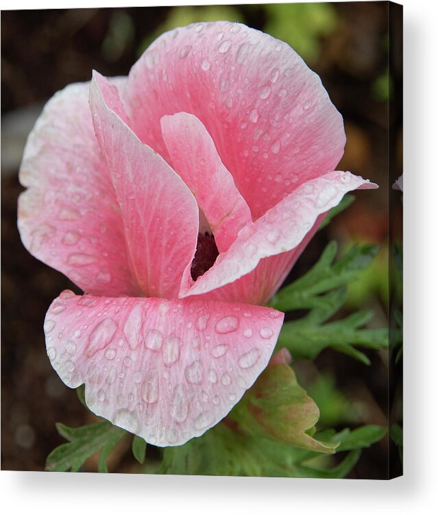 Flower Acrylic Print featuring the photograph Beautiful Rain by Masami IIDA